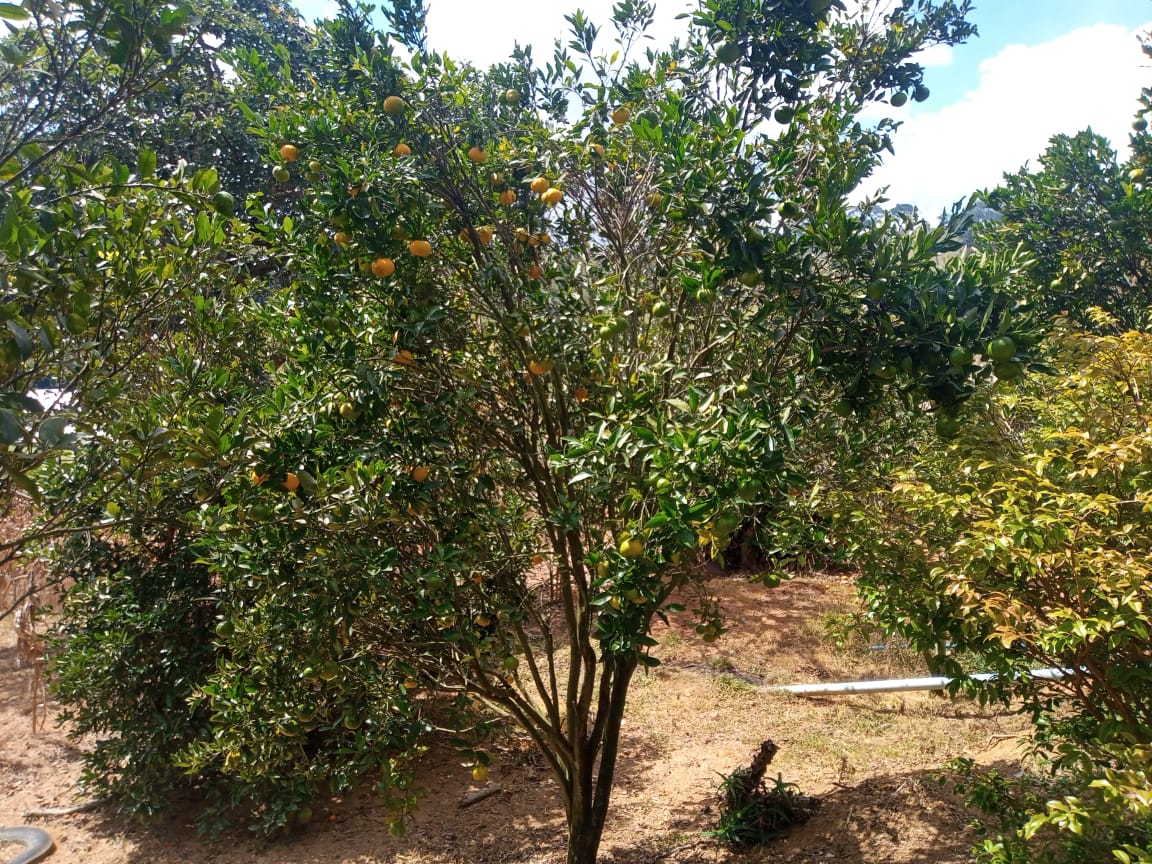 Chácara | casa com 4 quartos, 2 banheiros, lago, pomar. bom local em Munhoz - MG