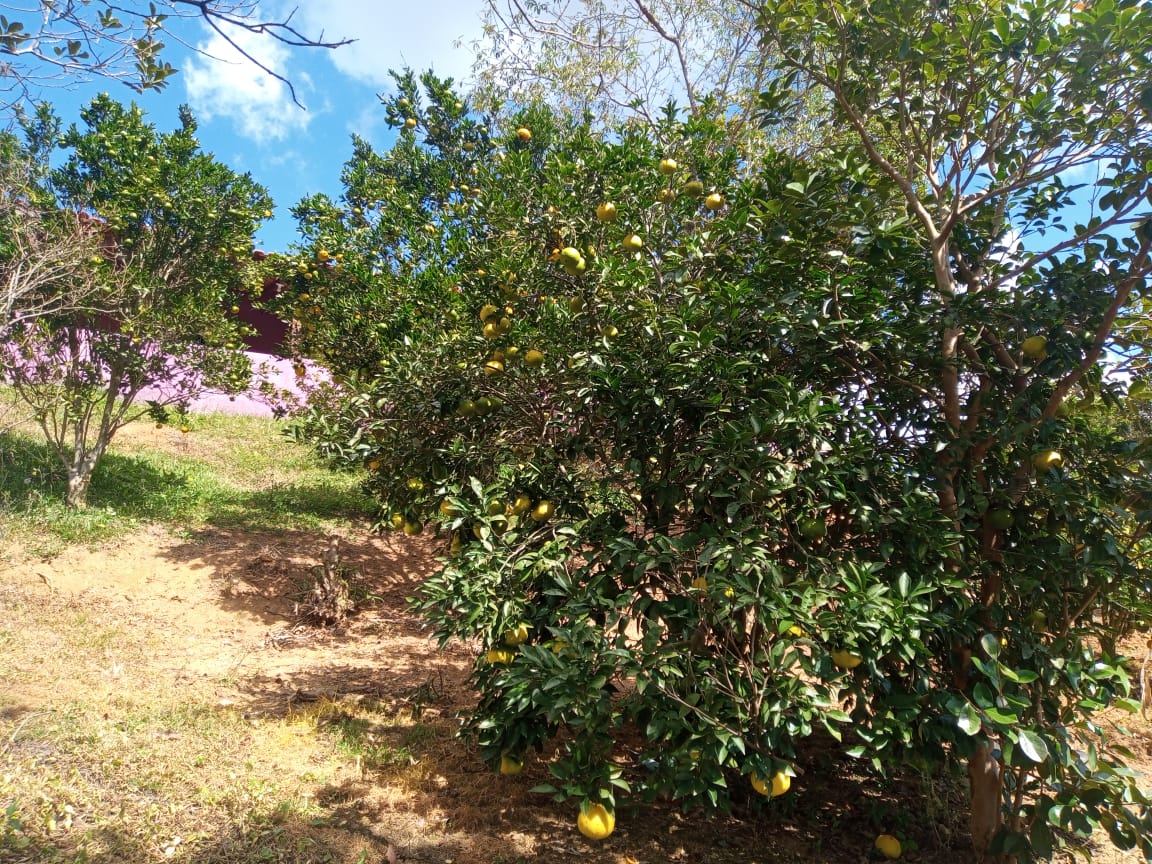 Chácara | casa com 4 quartos, 2 banheiros, lago, pomar. bom local em Munhoz - MG