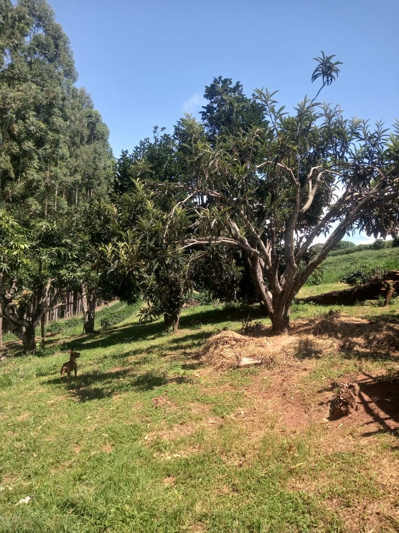 Sítio, 5 alqueires, casa grande de 2 quartos, suíte, wc social, sala, cozinha americana Cód 1139