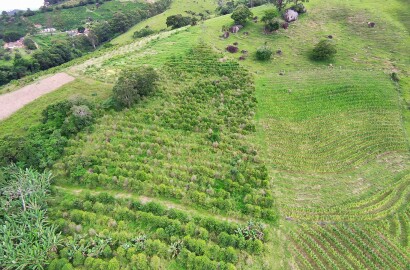 Fazenda para café ou gado com 33,5 alqueires em Ouro Fino - Minas Gerais