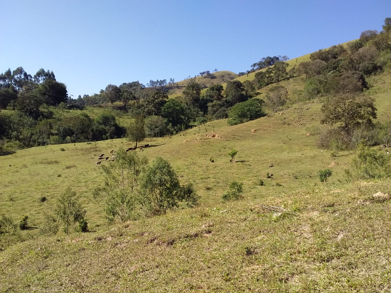 Sítio | Sítio - Casa de tijolo a vista, área gourmet, churrasqueira, lago | Itapeva - MG | código 1157