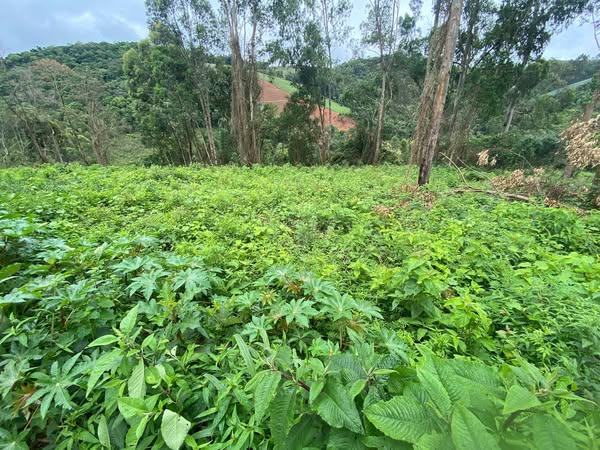 VENDE-SE. Excelente área para construção de chácara no município de Camanducaia-MG Cod. 1167
