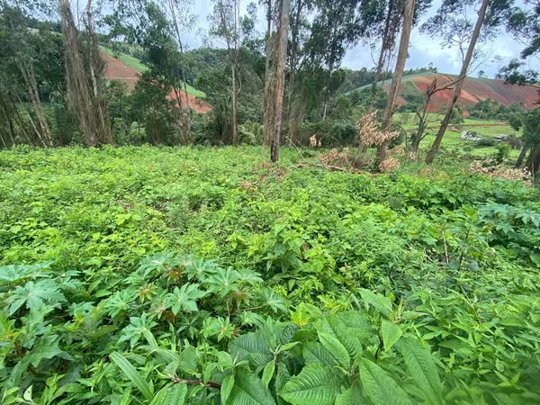 VENDE-SE. Excelente área para construção de chácara no município de Camanducaia-MG Cod. 1167