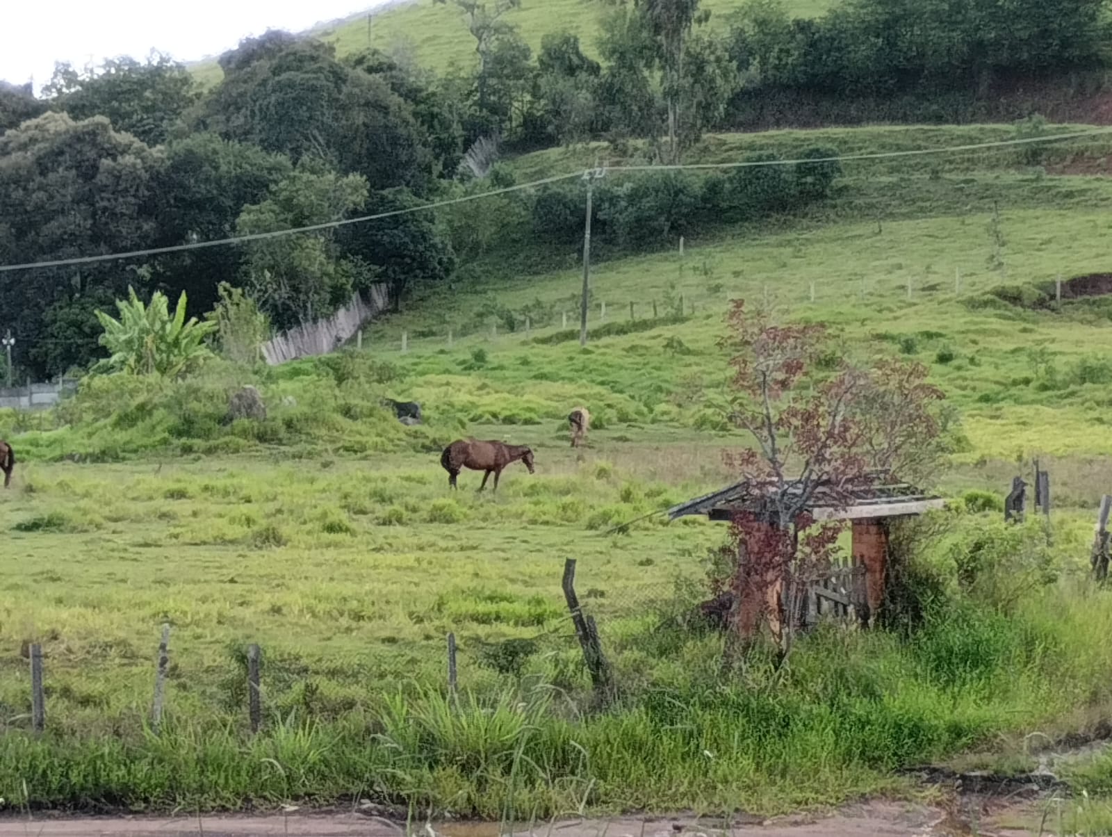 Área industrial com 11 mil metros frente para a Fernão Dias em Cambui - MG cod. 1169