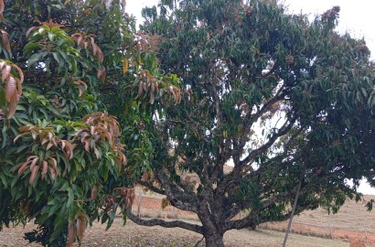 Terreno Ideal para Formação de Chácara – 3 km do centro de Extrema/MG cod. 1182