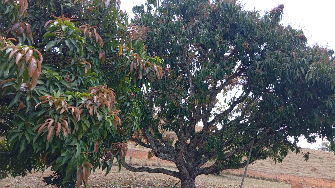 Terreno Ideal para Formação de Chácara – 3 km do centro de Extrema/MG cod. 1182