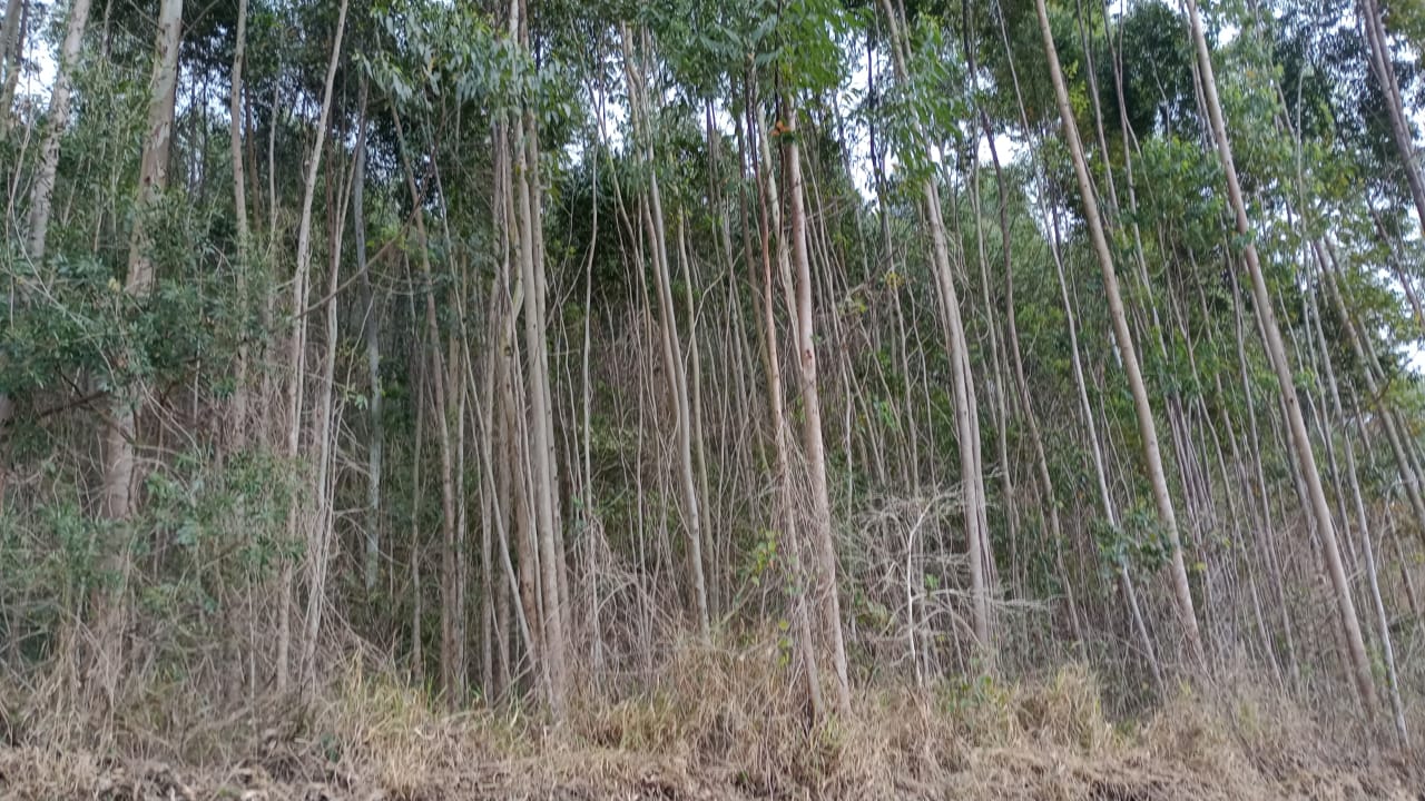 Terreno com potencial para chácara, cerca de 12 km da cidade de Extrema  | código 1026