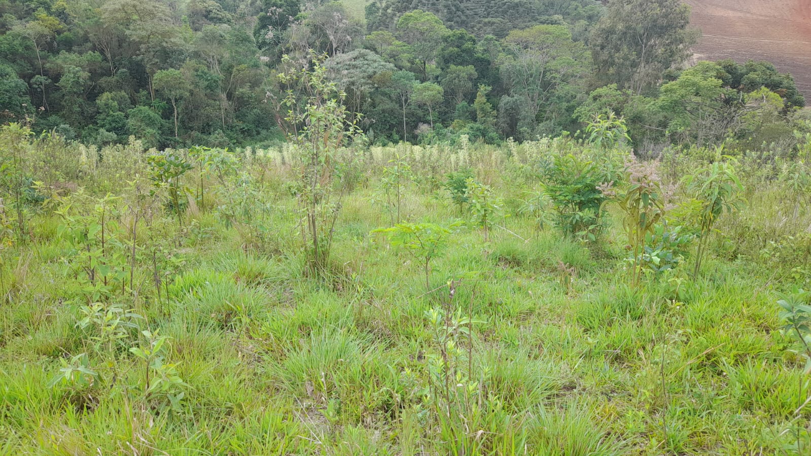 Sítio - Perfeito para Desenvolvimento Residencial ou Agro pecuário |Itapeva - MG  | código 1042