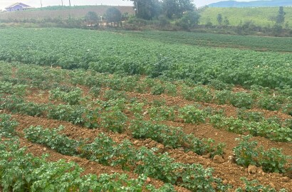 Sitio com água para diversas cultura; plantio de batata, mandioquinha, morango. | Espirito Santo Dourado  | código 1056