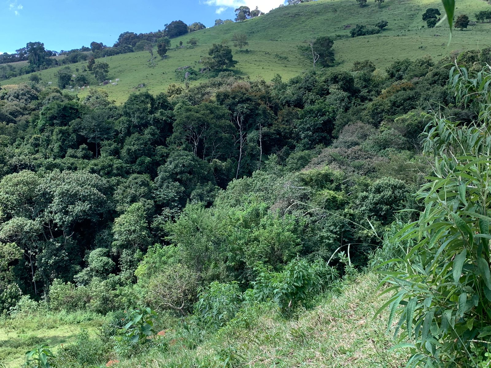 Sítio a venda no município de Toledo-MG. Localizado a 10 km da cidade | Código: 1080