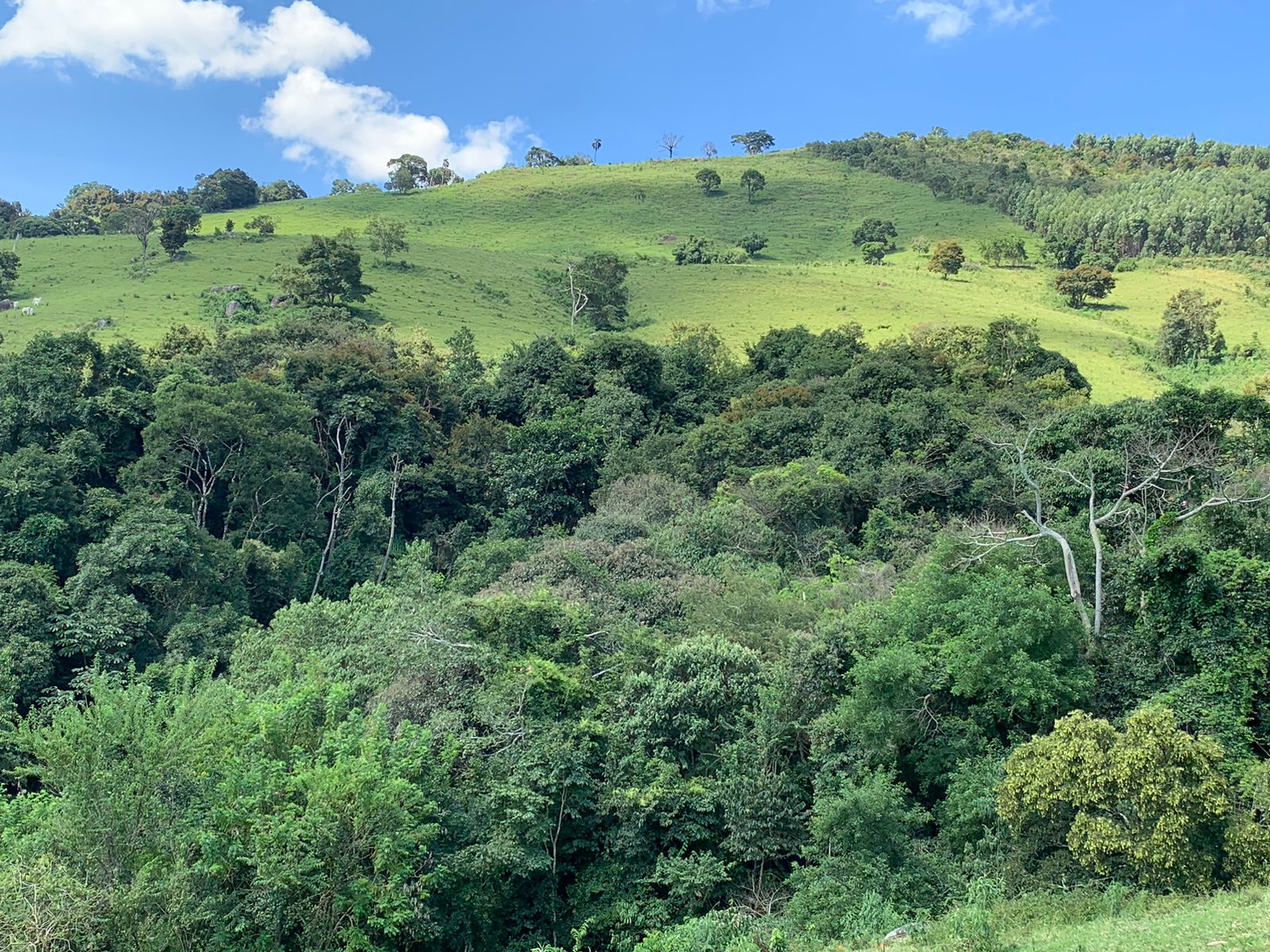 Sítio a venda no município de Toledo-MG. Localizado a 10 km da cidade | Código: 1080