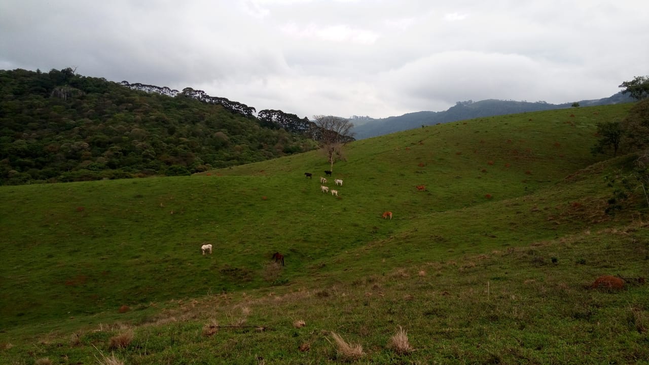 Terreno para formação em sítio. Área 8 hectares - Extrema MG Código 1097