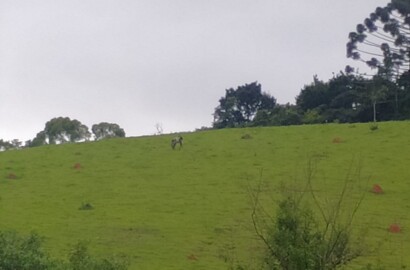 Terreno para formação em sítio. Área 8 hectares - Extrema MG Código 1097