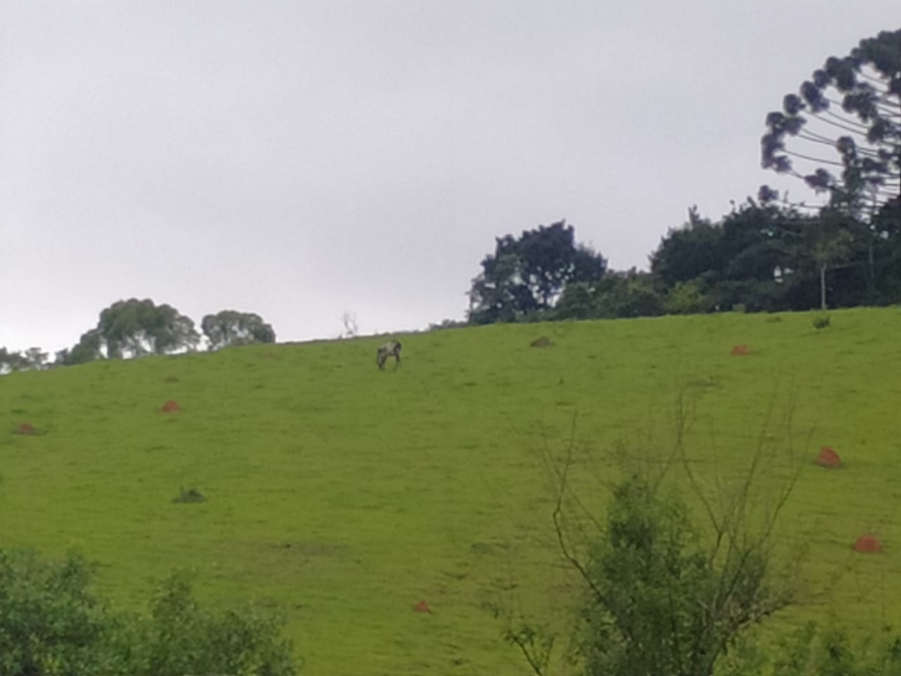 Terreno para formação em sítio. Área 8 hectares - Extrema MG Código 1097