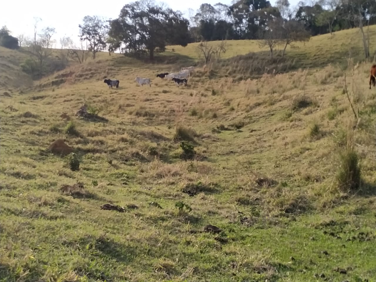 Terreno para formação em sítio. Área 8 hectares - Extrema MG Código 1097