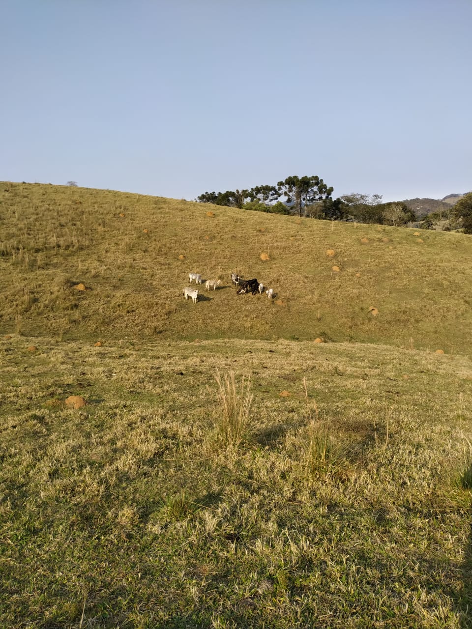 Terreno para formação em sítio. Área 8 hectares - Extrema MG Código 1097