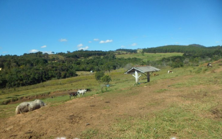 Fazendinha com casa sede, + 3 casas, 3 tanques de peixes, curral | Munhoz - MG | código 602