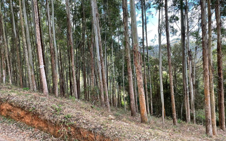 Terreno com riacho no fundo, linda vista panorâmica. | Toledo - MG | código 734