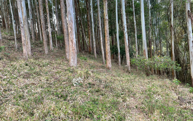 Terreno com riacho no fundo, linda vista panorâmica. | Toledo - MG | código 734