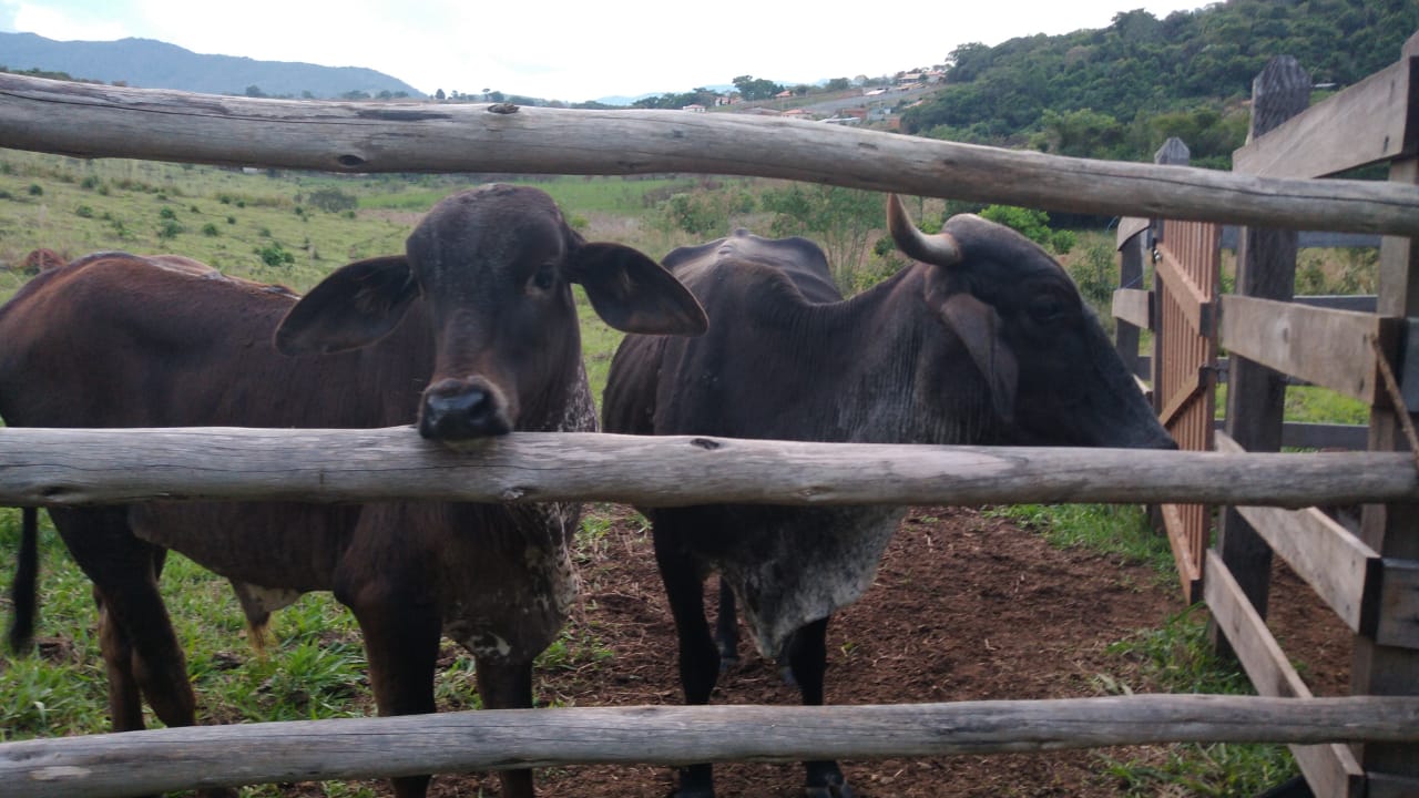 Sítio com: 3 tanques de peixe, vista panorâmica, casa sede | Munhoz - MG | código 779