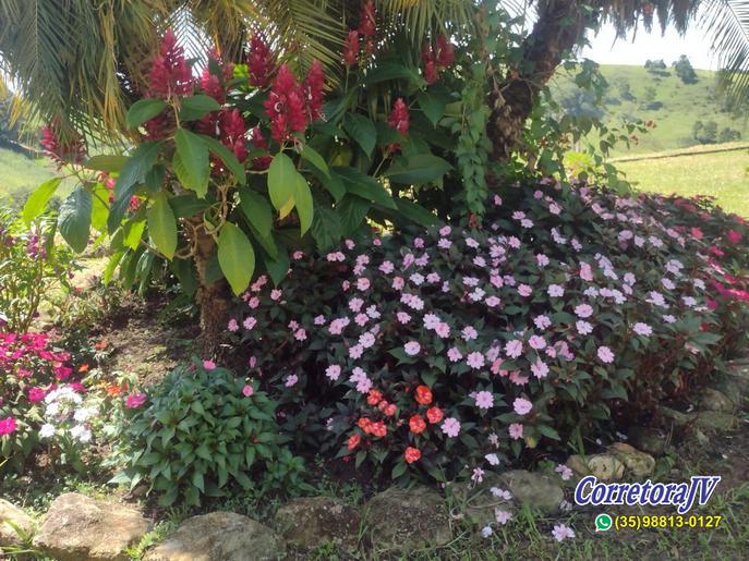 Linda Fazenda com casas. mais uma pousada para renda | Itapeva - MG  | código 957