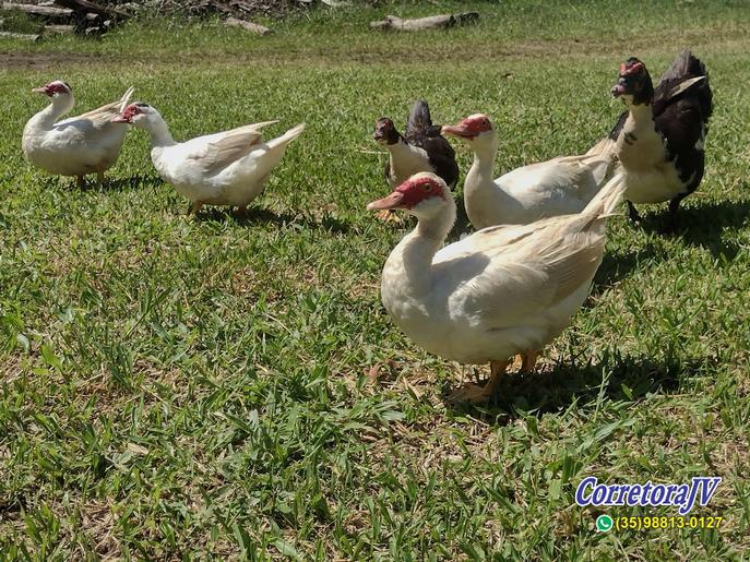 Linda Fazenda com casas. mais uma pousada para renda | Itapeva - MG  | código 957