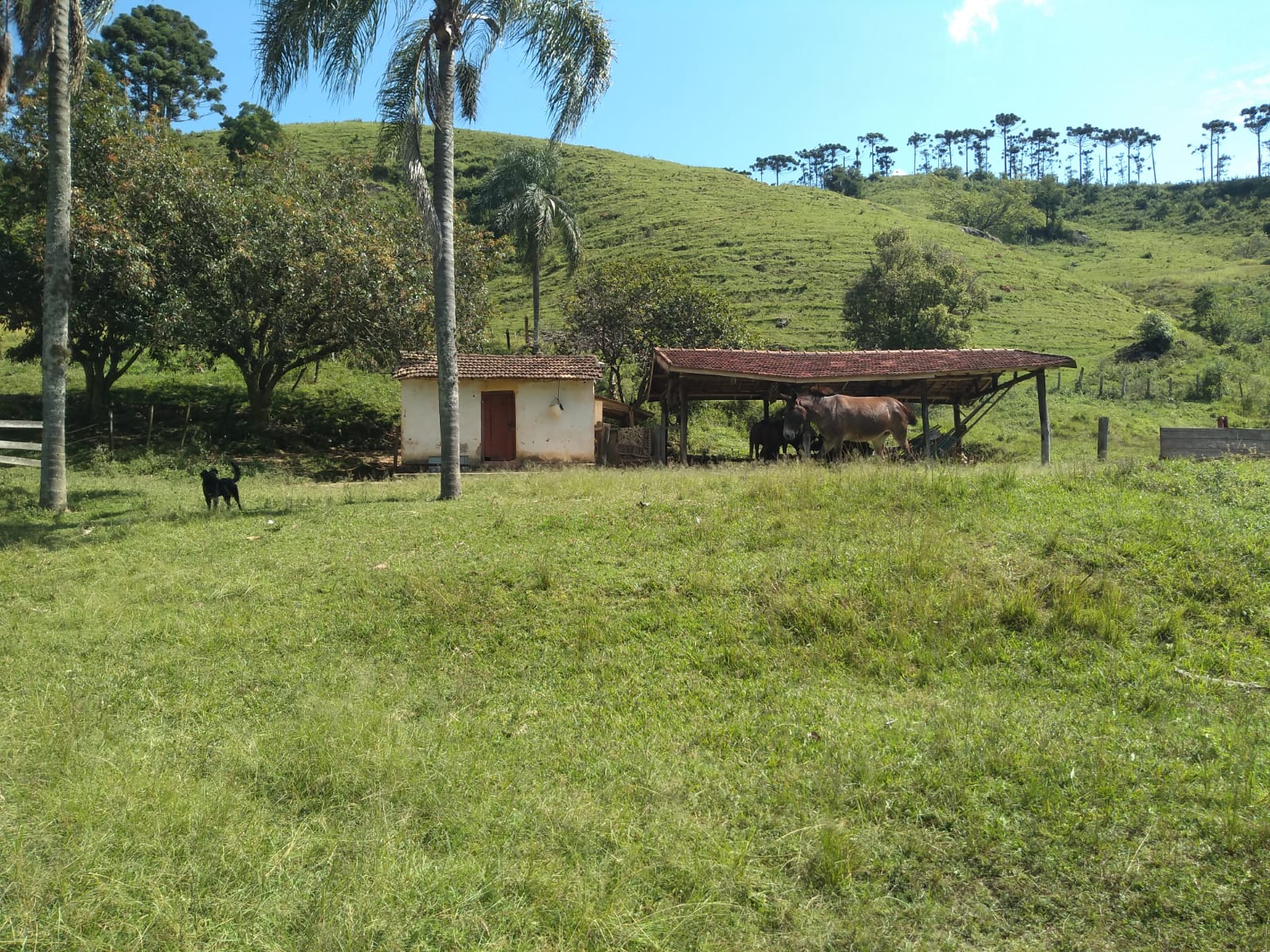 Fazenda com casa simples, lago de lazer, divisa com Extrema | Joanópolis - SP | código 848