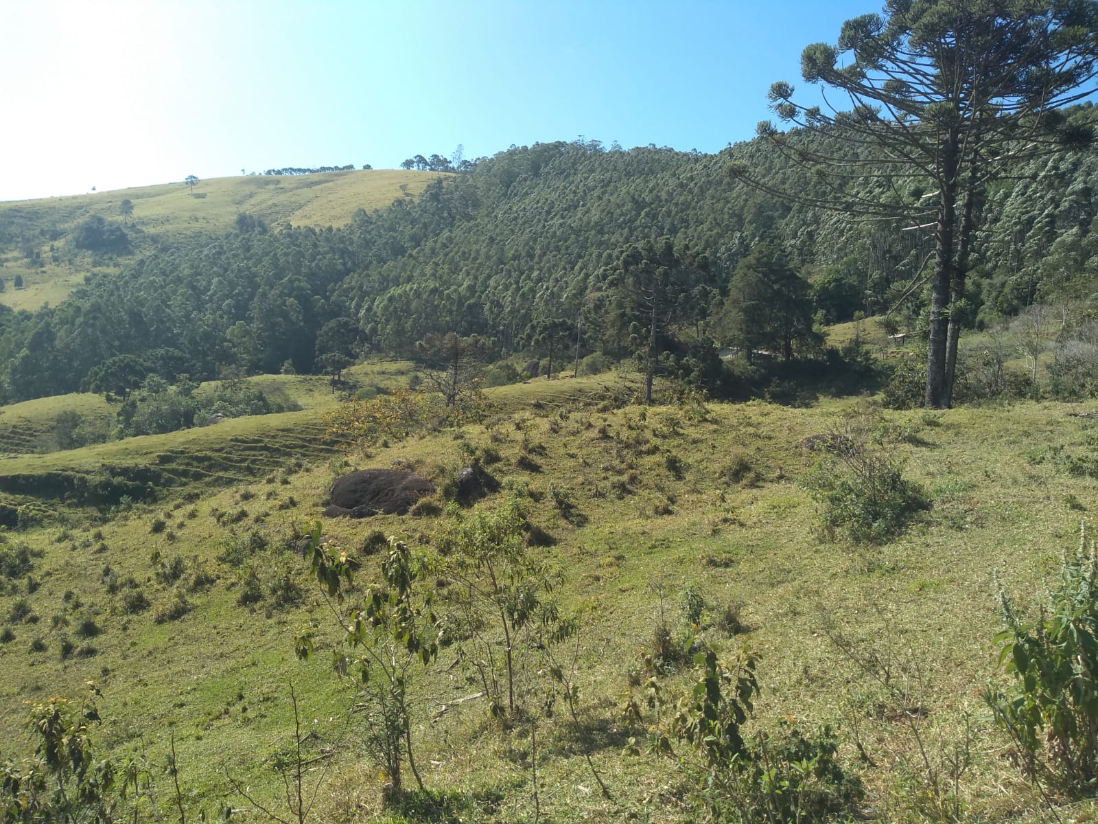 Fazendinha com nascente, casa simples, 18 alqueire de eucalipto. | Joanópolis - SP | código 871