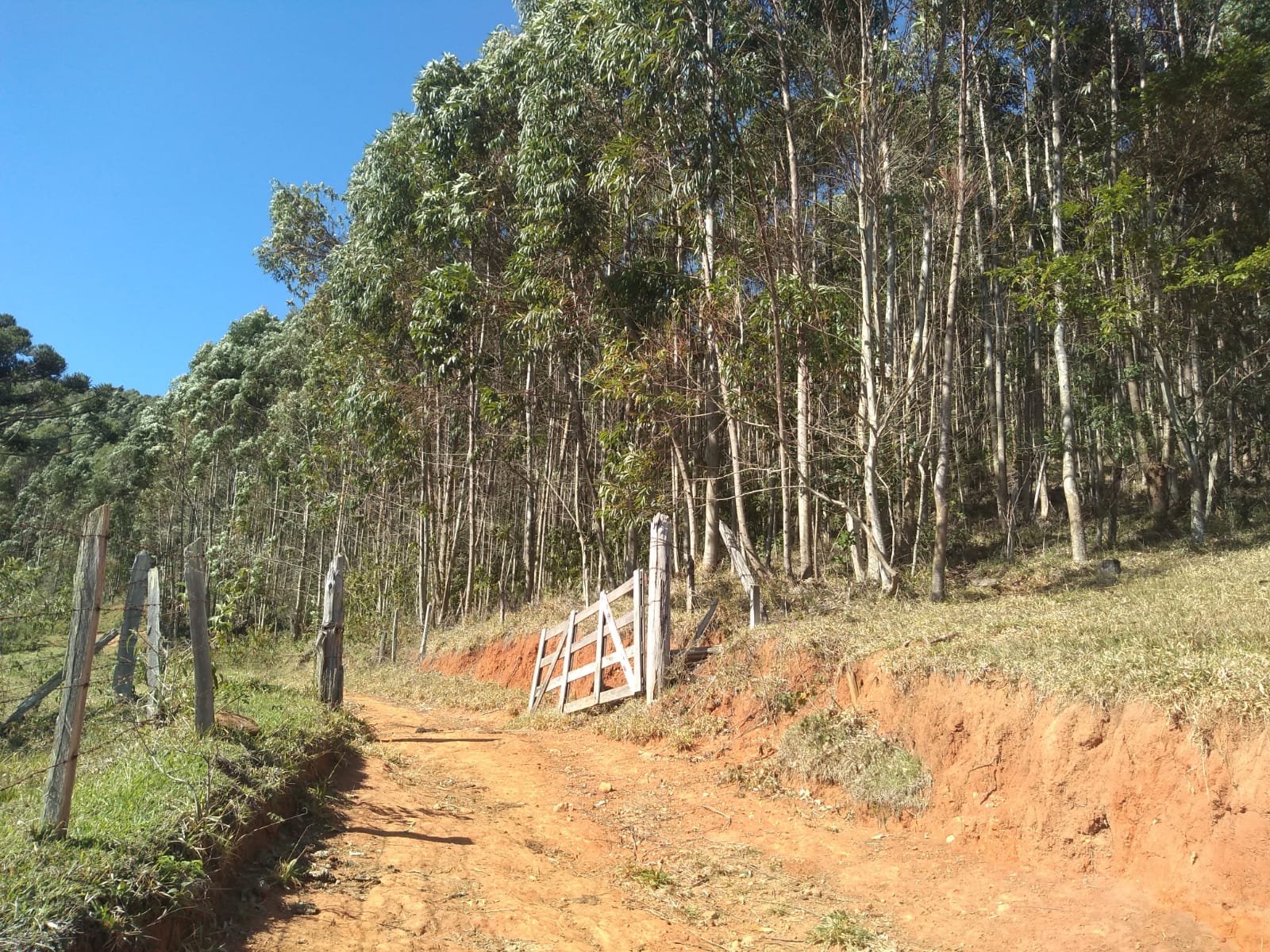 Fazendinha com nascente, casa simples, 18 alqueire de eucalipto. | Joanópolis - SP | código 871