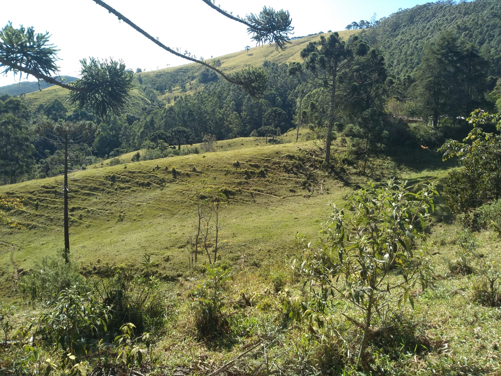 Fazendinha com nascente, casa simples, 18 alqueire de eucalipto. | Joanópolis - SP | código 871