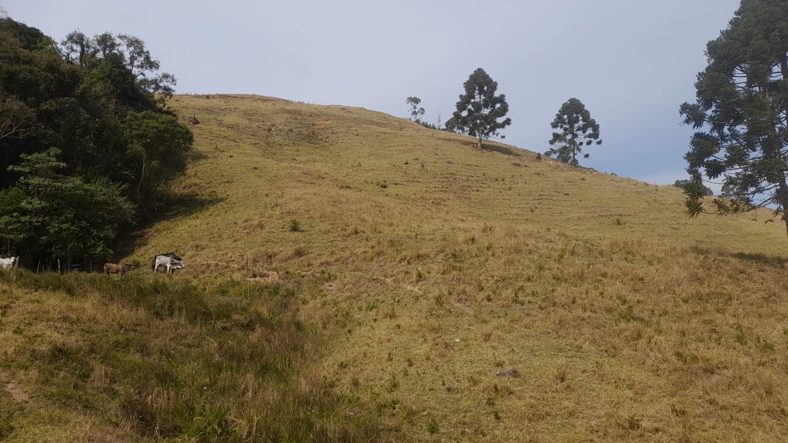 Sítio em Extrema linda vista ..área de altitude  Área de 4 Alq. | Extrema - MG | código 908