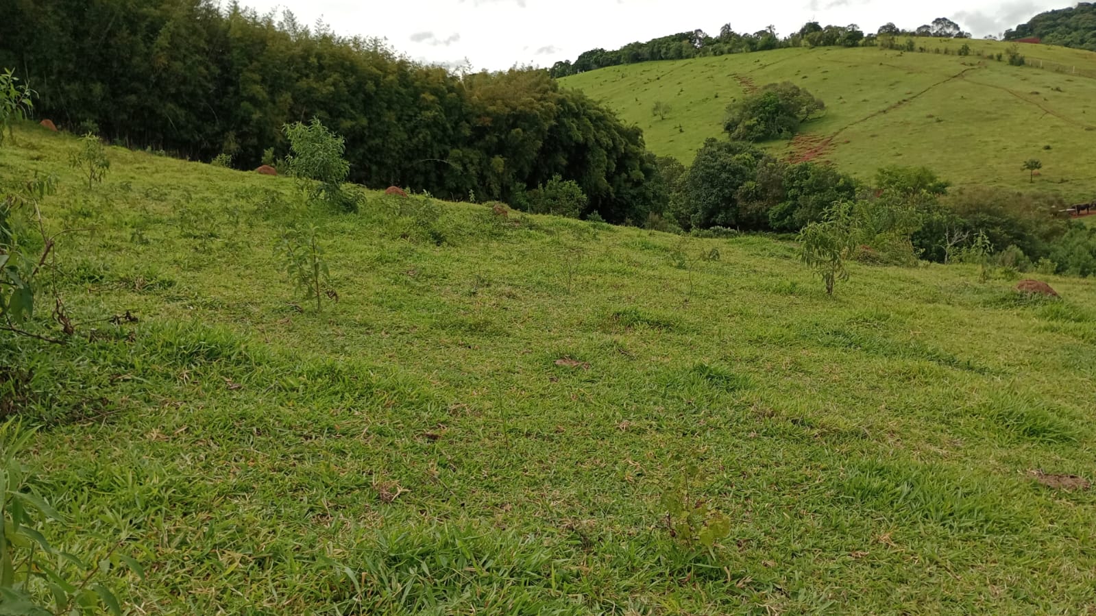 Área Industrial apenas 50 metros da Fernão Dias | Cambuí - MG | código 930