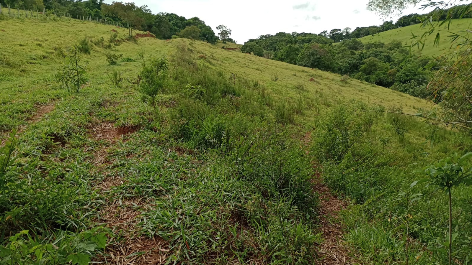 Área Industrial apenas 50 metros da Fernão Dias | Cambuí - MG | código 930