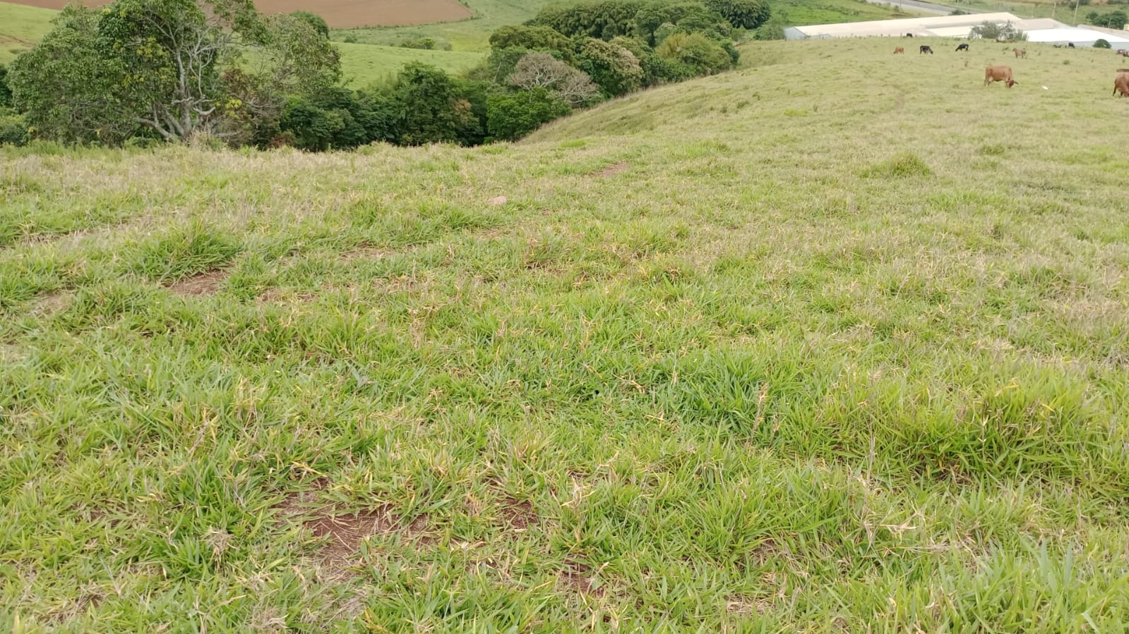 Terreno para indústria plano, permitida a utilização mista.| Cambuí - MG | código 931