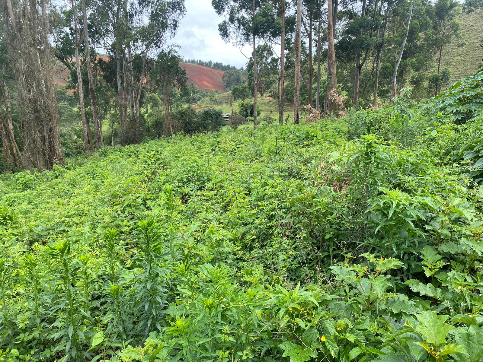 Terreno com 4.000 Mts² localizado em Camanducaia, estrada cascalhada. Código 1132