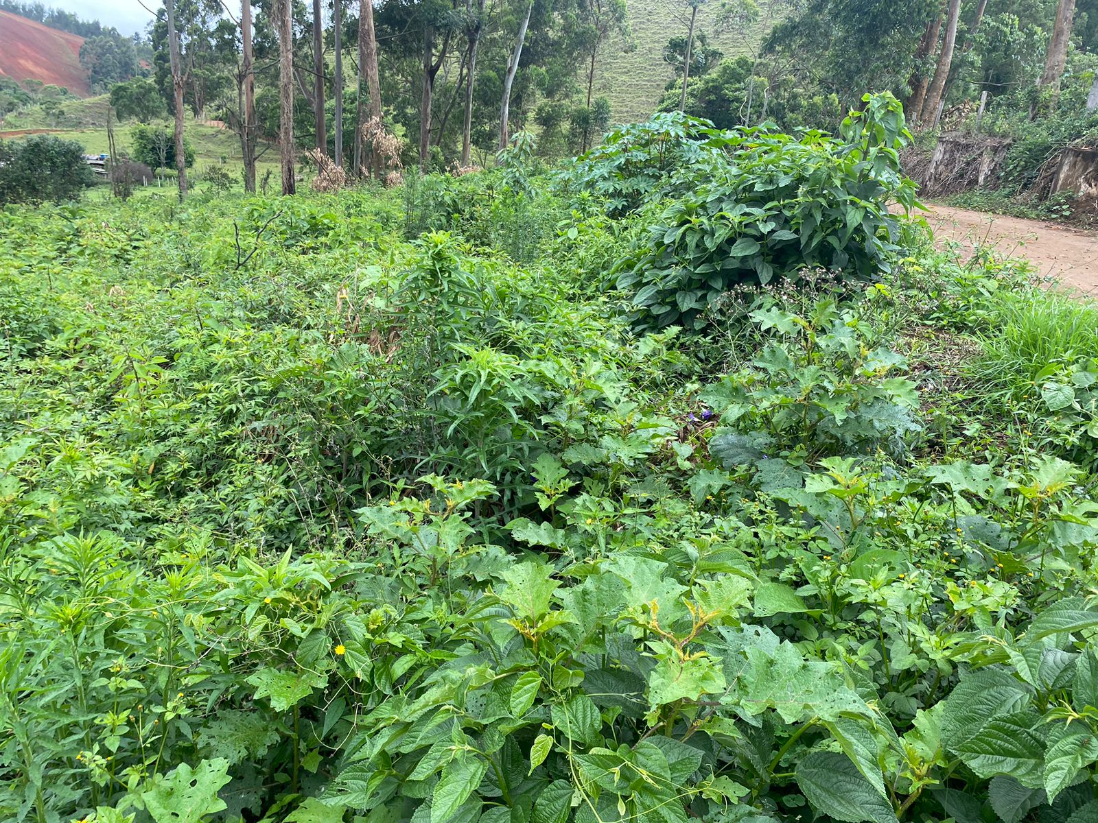 Terreno com 4.000 Mts² localizado em Camanducaia, estrada cascalhada. Código 1132