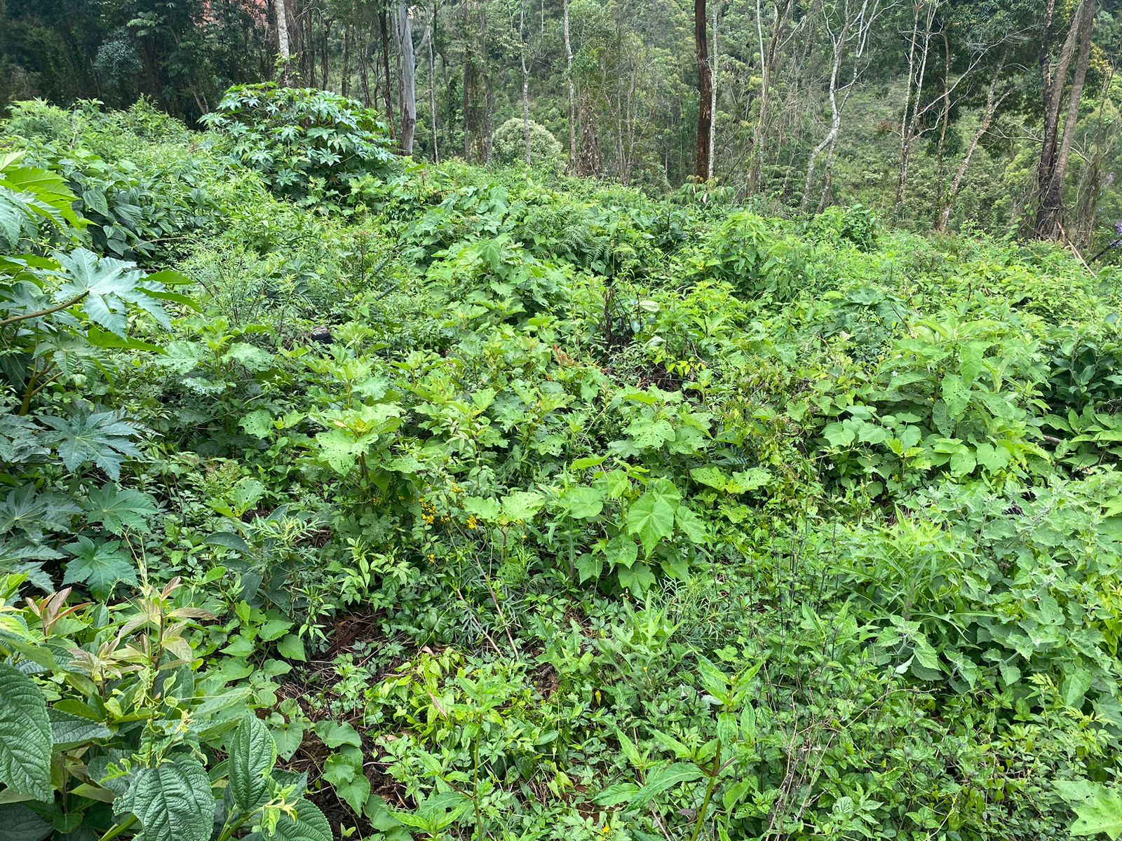 Terreno com 4.000 Mts² localizado em Camanducaia, estrada cascalhada. Código 1132