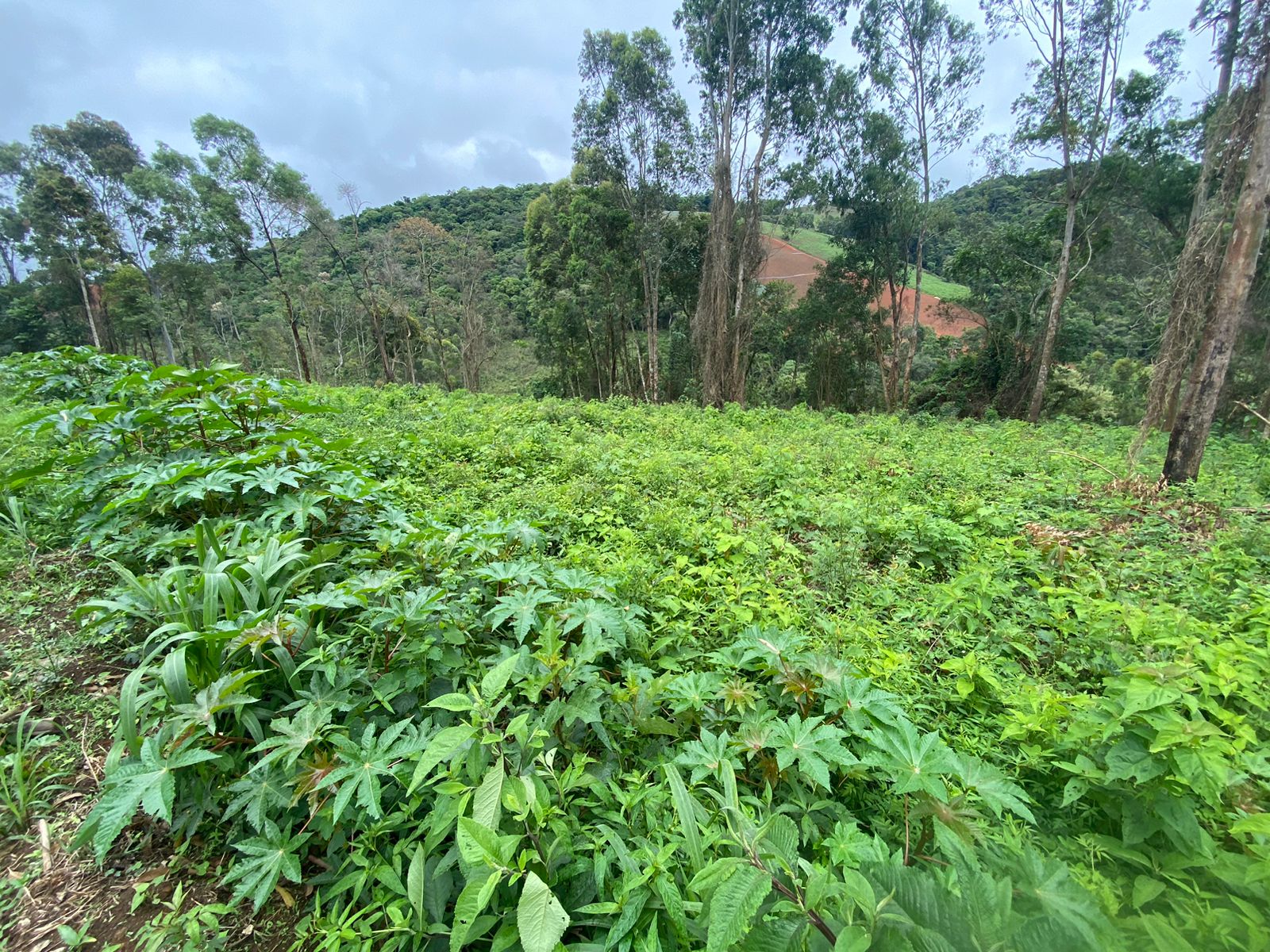 Terreno com 4.000 Mts² localizado em Camanducaia, estrada cascalhada. Código 1132