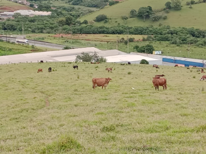 Área Industrial | Área industrial plana, permitida a utilização mista. | Cambuí - MG | Cód. 1136