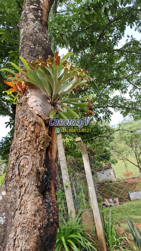 Sítio com casa muito boa, internet, chegada asfalta | Extrema - MG | código 1174