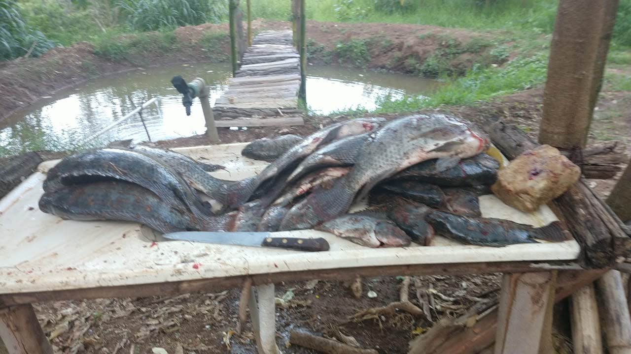Viva Dias de Paz e Simplicidade em Uma Chácara com Lago e Piscina no Sul de Minas! cod. 1192