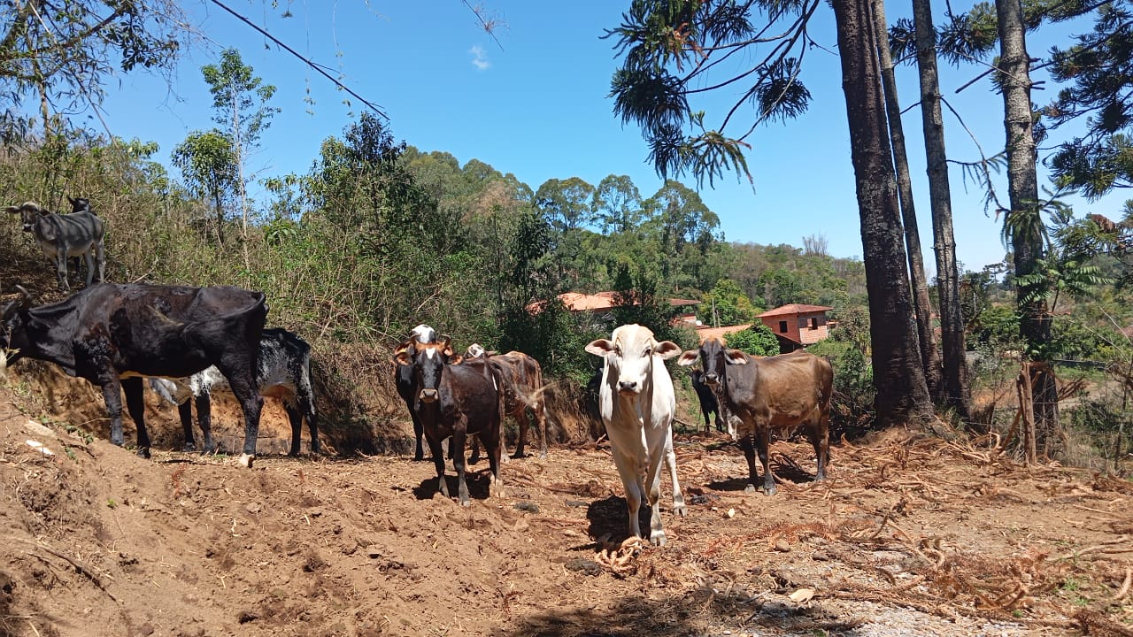 Chácara Charmosa com Lago e Casa de Fazenda em Meio às Araucárias – 4.000m cod 1194