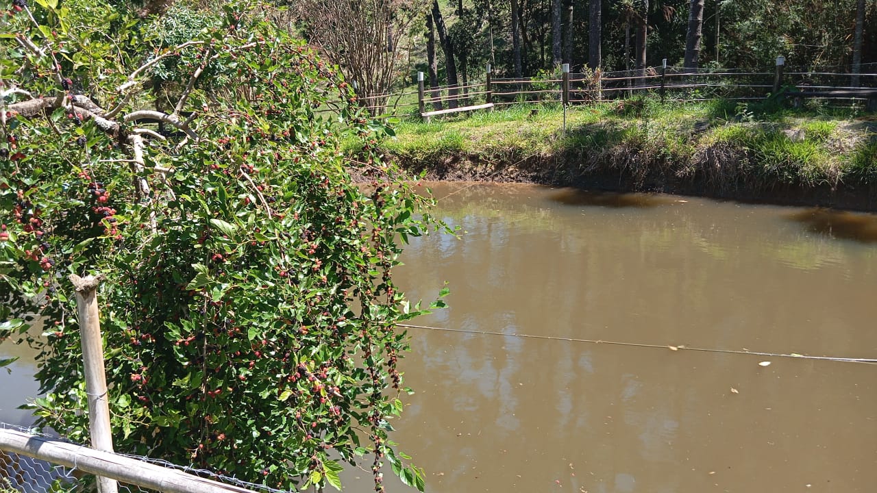 Chácara Charmosa com Lago e Casa de Fazenda em Meio às Araucárias – 4.000m cod 1194