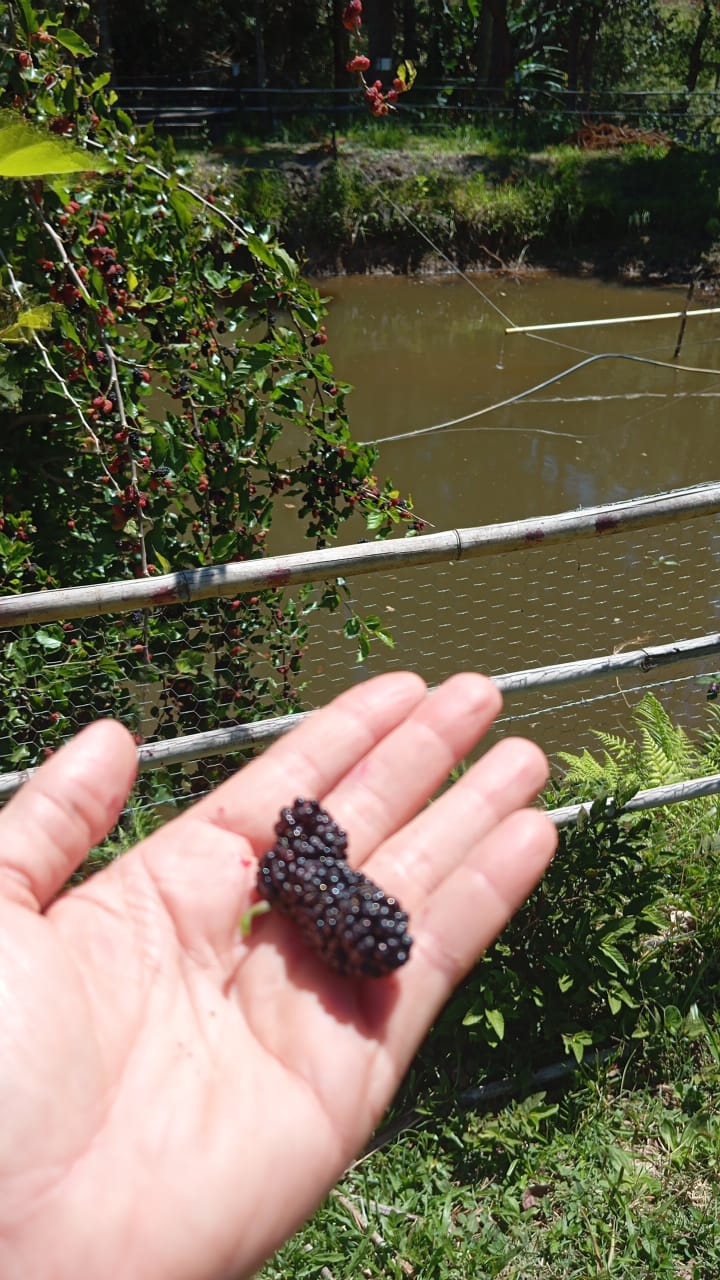 Chácara Charmosa com Lago e Casa de Fazenda em Meio às Araucárias – 4.000m cod 1194