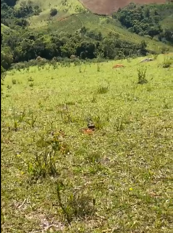 Sítio à Venda em Camanducaia-MG – 13 Alqueires com Nascente, Escritura e Fácil Acesso cod 1197