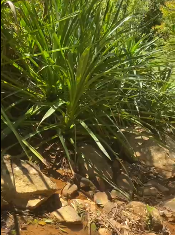 Sítio à Venda em Camanducaia-MG – 13 Alqueires com Nascente, Escritura e Fácil Acesso cod 1197