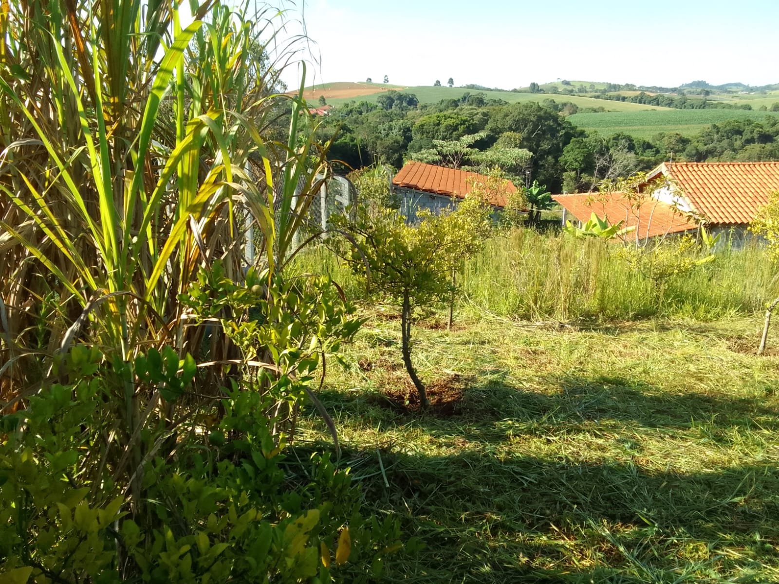Chácara à Venda em Munhoz-MG | 1000m-Escritura OK1199