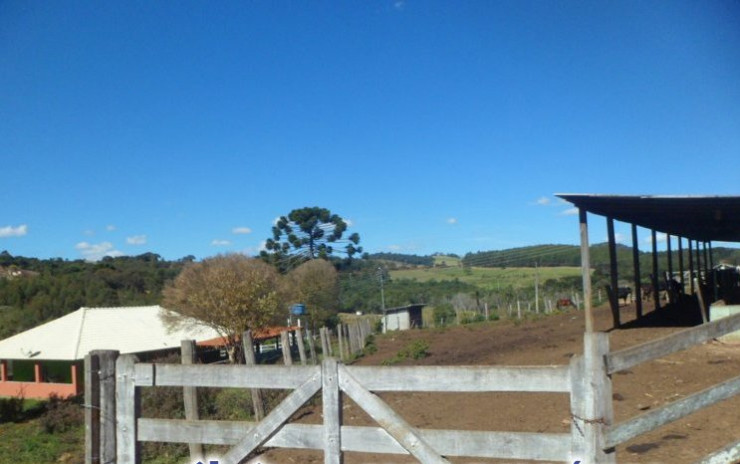 Fazendinha com casa sede, + 3 casas, 3 tanques de peixes, curral | Munhoz - MG | código 602