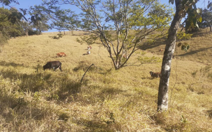 Sitio para agricultura e pecuária com 10 nascentes | Extrema MG | código 745