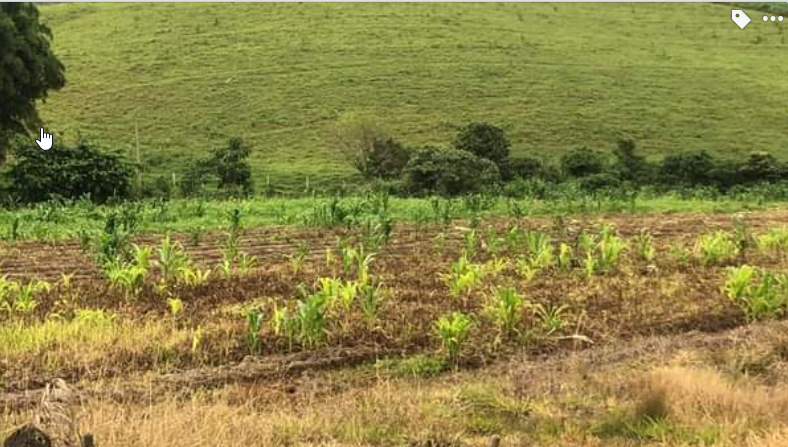 Terreno com lago de peixes, arvores nativas e frutíferas | Toledo - MG | código 838